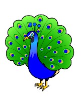 Peacock